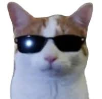 cat with sunglasses staring at the viewer