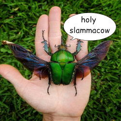 an image of a hand holding a large winged beetle. there is a word balloon coming from the beetle. he is saying holy slammacow!, which is a reference to what finn exclaims from adventure time