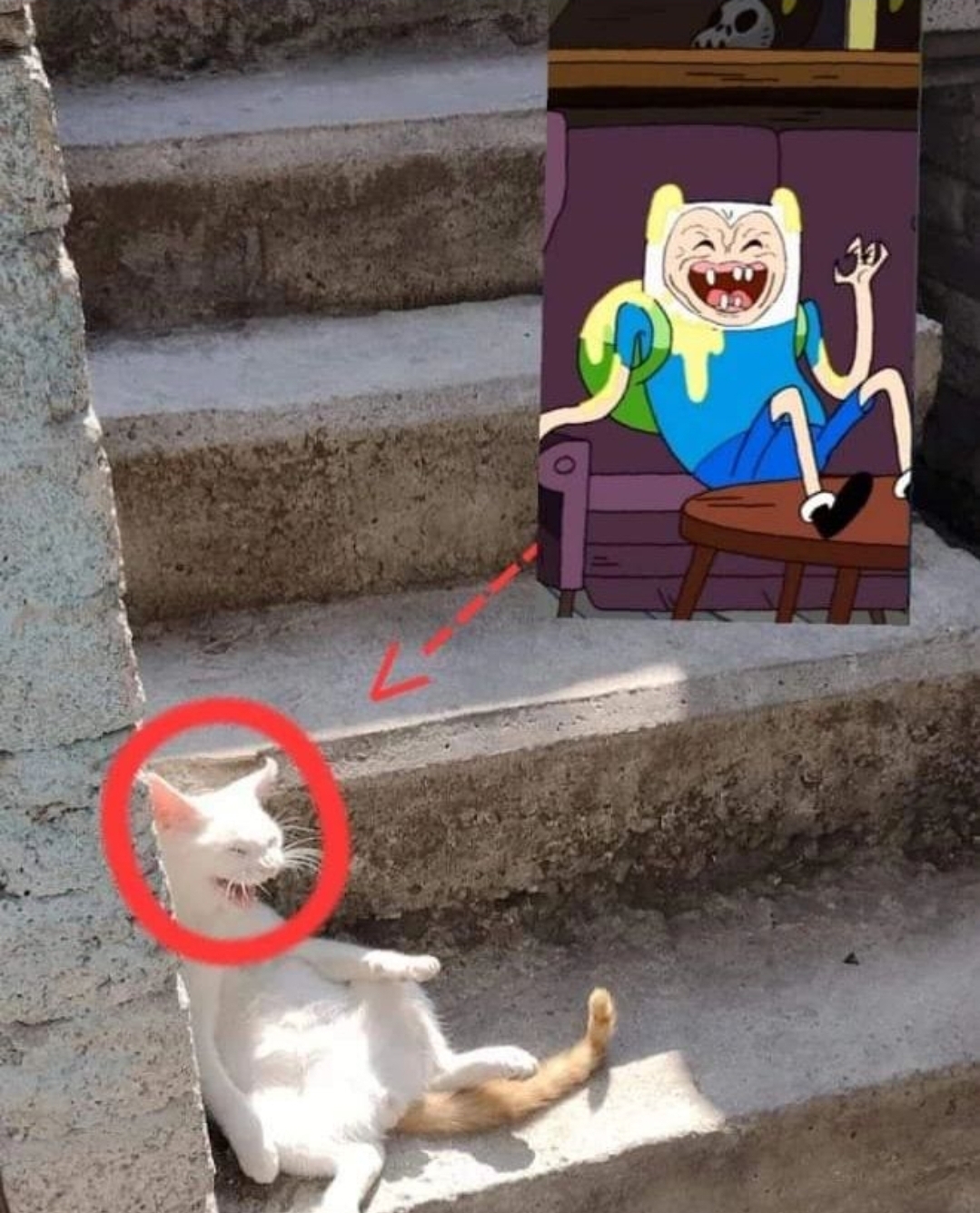 a cat that is making an expression similar to a screenshot of finn the human from adventure time
