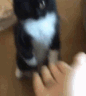 a gif of a cat dapping up a person