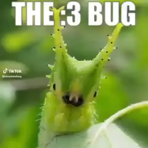 the colon three bug