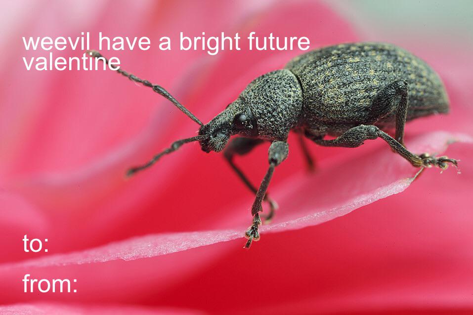 weevil valentines day card that says: weevil (like we will) have a bright future together!